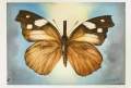 Antonio-gerrero-mariposas-correo-6.jpg