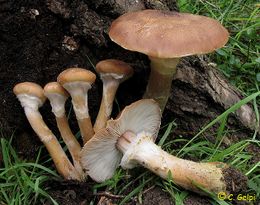 Armillariagallica.jpg