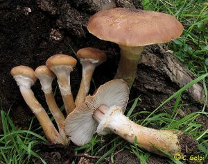 Armillariagallica.jpg