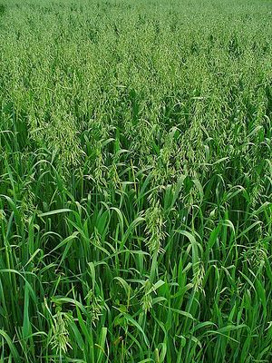 Avena sativa.jpg