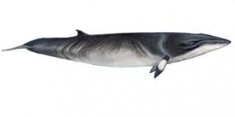 Ballena Minke.jpeg