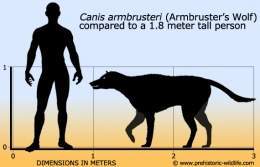 Canis-armbrusteri-armbrusters-wolf-size.jpg