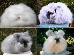 Conejo Angora.jpg