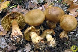 Cotoneus.jpg