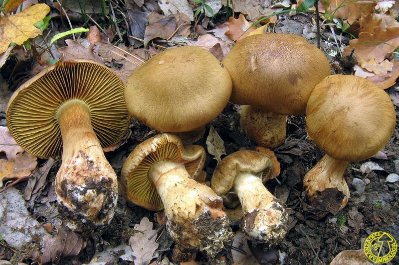Archivo:Cotoneus.jpg