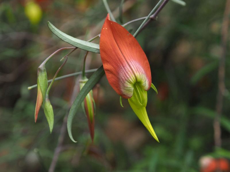 Archivo:Crotalaria grevei 3.jpg