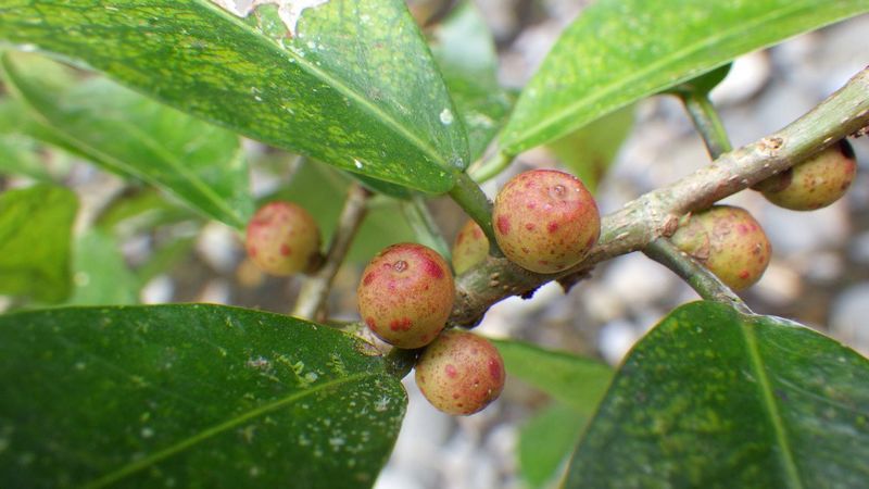 Archivo:Ficus thonningii 2.jpg