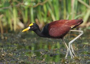 Gallito de agua.jpg