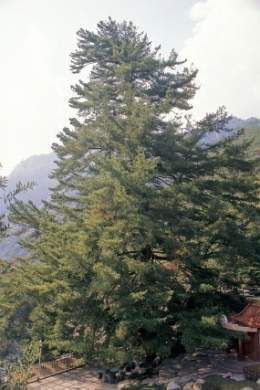 Pinus morrisonicola.jpg