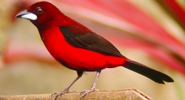 Ramphocelus dimidiatus.jpeg