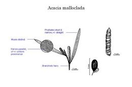 Acacia malloclada.jpg