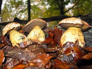 Boletus junquilleus.jpg