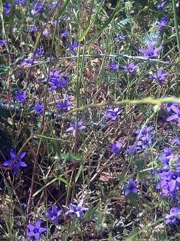 Campanula lusitanica.jpg