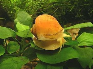 CaracolM.jpg