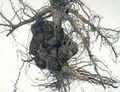 Citricos-agrobacterium.jpg