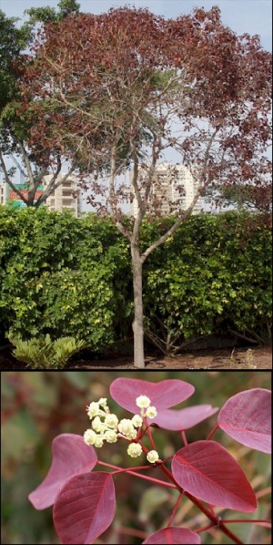 Archivo:Euphorbia c.jpeg