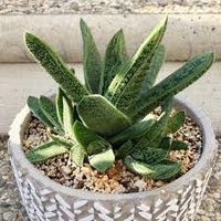Gasteria little wartydice.jpg