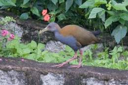 220-Saracura-Aramides-saracura-Slaty-breasted-Wood-Rail-03-SSS-28-07-12.jpg