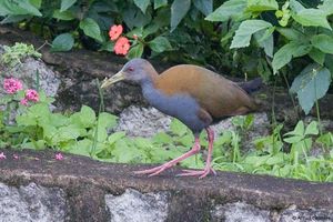 220-Saracura-Aramides-saracura-Slaty-breasted-Wood-Rail-03-SSS-28-07-12.jpg