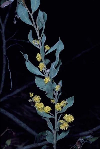 Archivo:Acacia lucasii 1.jpg