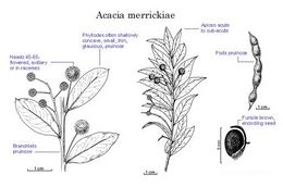 Acacia merrickiae.jpg