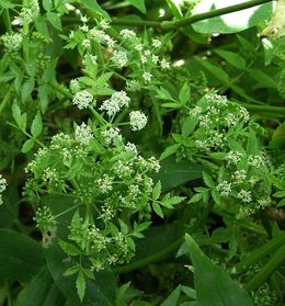 Apium nodiflorum2.jpg