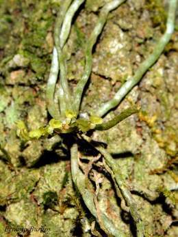 Dendrophylax monteverdi.jpg
