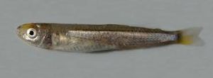 Engraulisoma taeniatum.jpg