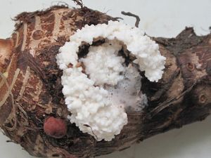 Exudado de S. latifascia.jpg