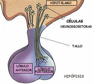 Hormona image 002.jpg
