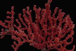 Octocoral.jpg