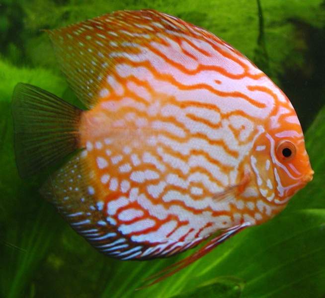 Archivo:Symphysodon-discus.jpg