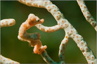 Caballito de mar Hippocampus denise.jpg