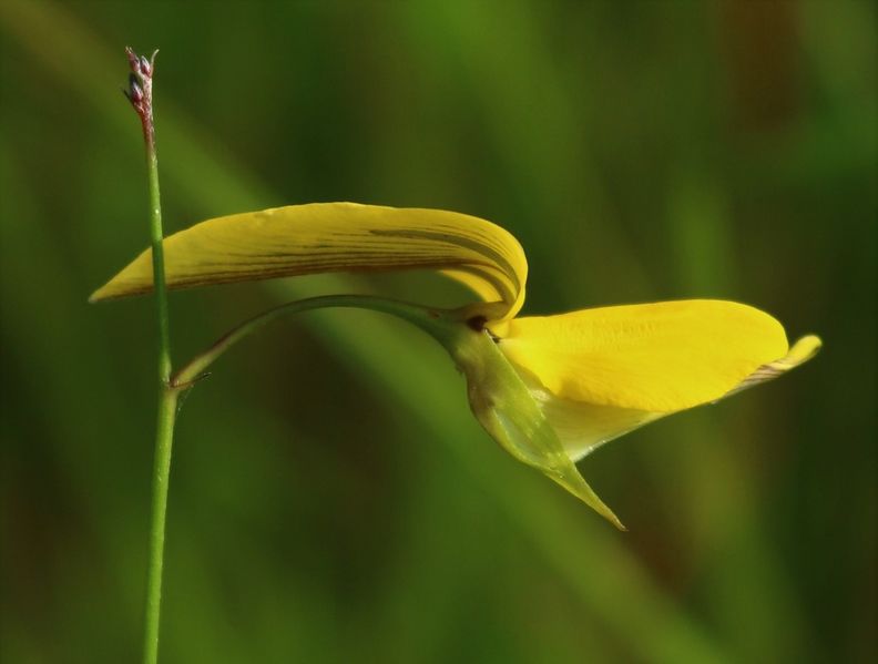 Archivo:Crotalaria lutescens 3.jpeg
