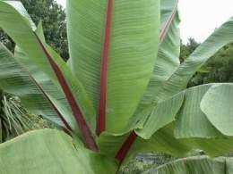 Ensete ventricosum (banana salvaje)...jpg