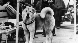 Hachiko-perro-japon-espera-estacion-trenes-1.jpg