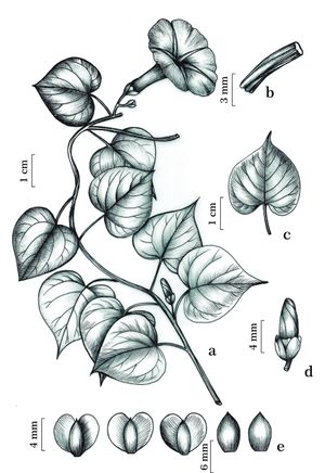 Ipomoea decipiens.jpg