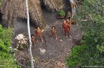 Kawahiva2.jpg