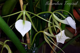 Orquideas-genero-brassavola-dama-de-noche-foto.jpg