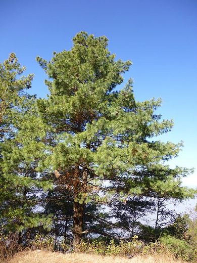 Pinus wallichiana - EcuRed