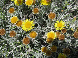 Pulicaria burchardii.JPG