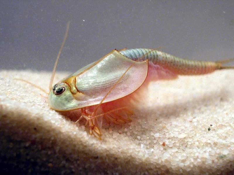 Archivo:Triops 5.jpg