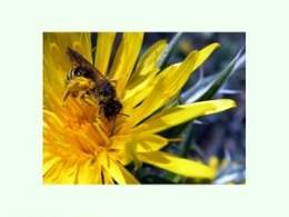 Abeja de la arena.jpg