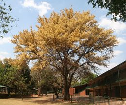 Acacia galpinii.jpg