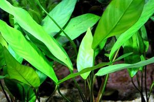 Anubia lanceolata.jpg