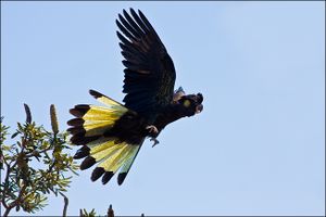 Cacatúa fúnebre de cola amarilla.jpg