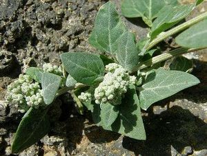 Chenopodium vulvaria1.jpg
