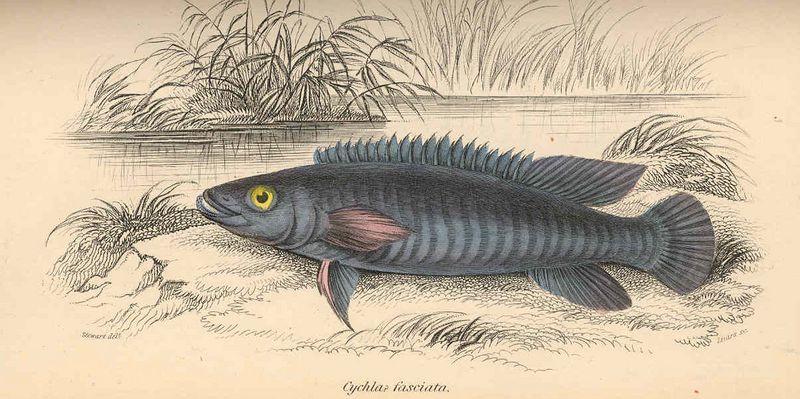 Archivo:Crenicichla johanna.jpeg