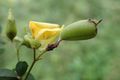 Crotalaria stipitata 4.jpg