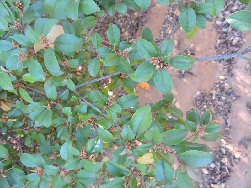 Archivo:Croton brevispicatus 1.jpg